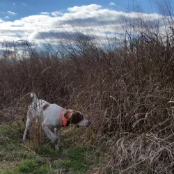 Assunpink Wildlife Management Area - Trenton