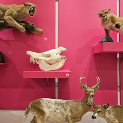 New Jersey State Museum - Trenton