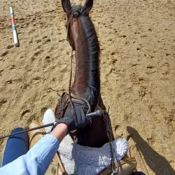 Watchung Stables - Warren