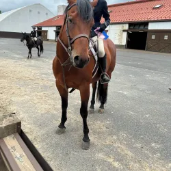 Watchung Stables - Warren