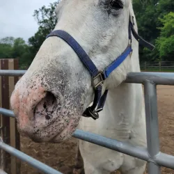 Watchung Stables - Warren