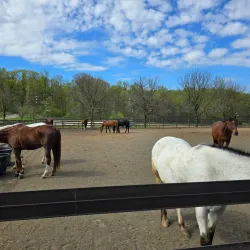 Watchung Stables - Warren