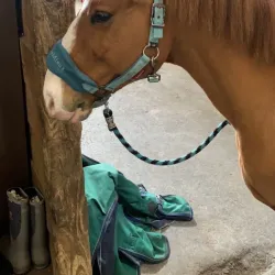 Watchung Stables - Warren