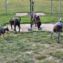 Thompson Park - West Deptford