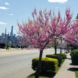 Boulevard East - West New York