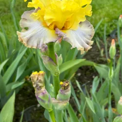 Presby Memorial Iris Gardens - West Orange