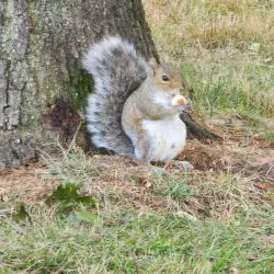 Fords Park - Woodbridge