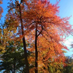 Fords Park - Woodbridge