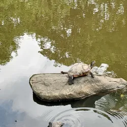 Fords Park - Woodbridge