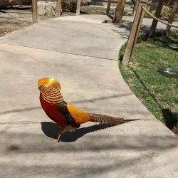Alameda Park Zoo - Alamogordo