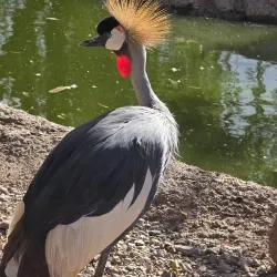 Alameda Park Zoo - Alamogordo