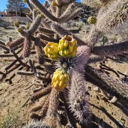 Petroglyph National Monument - Albuquerque