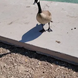 Tingley Beach - Albuquerque