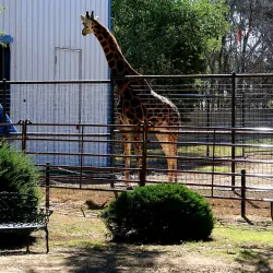 Hillcrest Park Zoo - Clovis