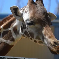 Hillcrest Park Zoo - Clovis