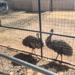 Hillcrest Park Zoo - Clovis