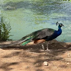 Hillcrest Park Zoo - Clovis