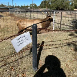 Hillcrest Park Zoo - Clovis