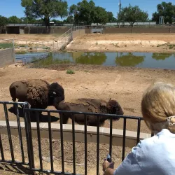 Hillcrest Park Zoo - Clovis