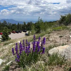 Cedar Crest - Edgewood