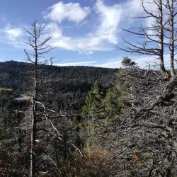 Cedar Crest - Edgewood