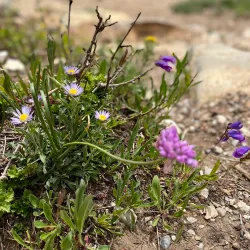 Cedar Crest - Edgewood