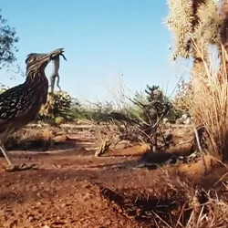 Cedar Crest - Edgewood