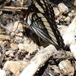 Cibola National Forest - Edgewood