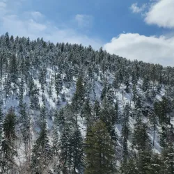 Cibola National Forest - Edgewood