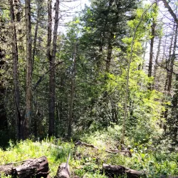 Sandia Mountains - Edgewood