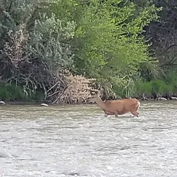 Animas River Trail - Farmington