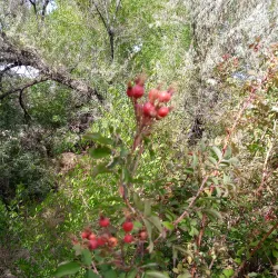 Animas River Trail - Farmington