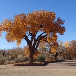 Berg Park - Farmington