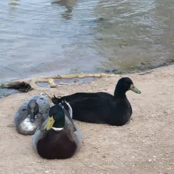 Jim Gray Park - Hobbs