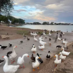 Jim Gray Park - Hobbs