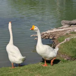 Jim Gray Park - Hobbs