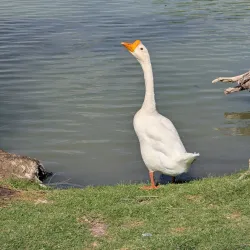 Jim Gray Park - Hobbs