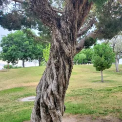 Young Park - Las Cruces