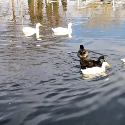 Young Park - Las Cruces