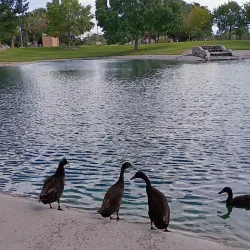 Young Park - Las Cruces