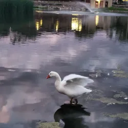 Ashley Pond Park - Los Alamos