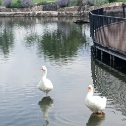 Ashley Pond Park - Los Alamos