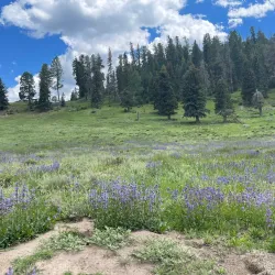 Valles Caldera National Preserve - Los Alamos