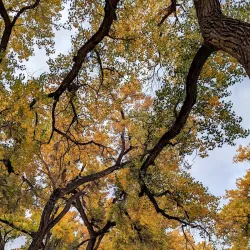 Paseo del Bosque Trail - Rio Rancho