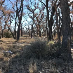 Paseo del Bosque Trail - Rio Rancho