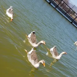 Ascarate Park - Santa Teresa