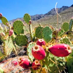 Franklin Mountains State Park - Santa Teresa
