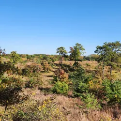 Albany Pine Bush Preserve - Albany