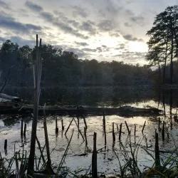 Albany Pine Bush Preserve - Albany