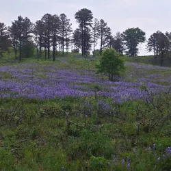 Albany Pine Bush Preserve - Albany
